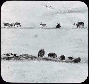 Image of Musk-Oxen, Caribou, Drawing